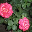 Flowers, 2009 >> Photo Gallery - Four Winds 10