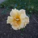 Flowers, 2009 >> Photo Gallery - Four Winds 10