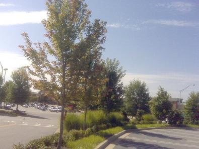 Trees in N. Georgia fading fast
