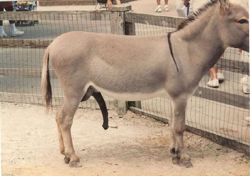 The donkey penis inverted is the exact size, shape, curvature, thickness of...