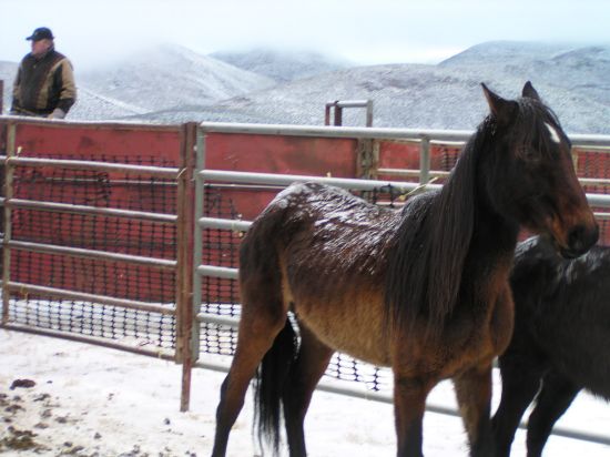 wh-nyt-roundup-kurt-golgart-blm_12.31.09