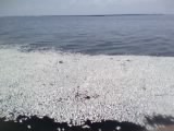 Miles of Dead Fish in lower Plaquemines