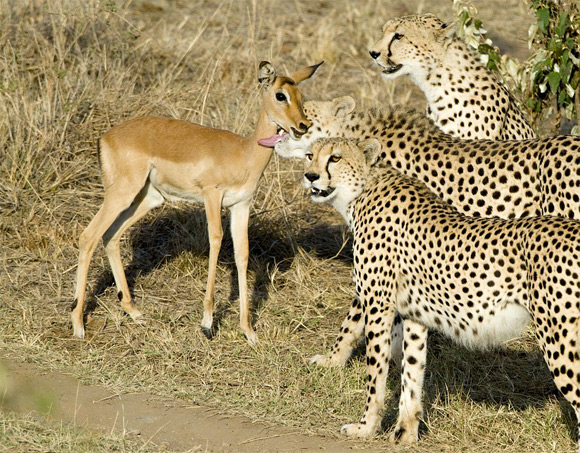 Photographer Michel Denis-Huot captured these amazing pictures on Kenian safari