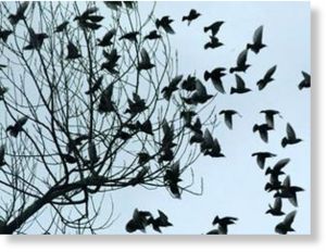 Click to enlarge Black Birds