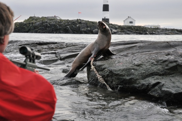 British Columbia Marine Mammal Response Program workers disentangled this steller sea lion at Race Rocks in 2009. A worker with a darting gun can be seen in the left of the frame.