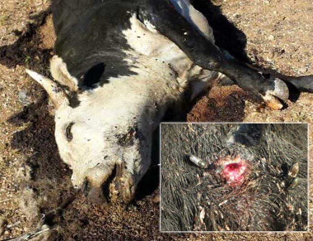 BLM Murdered Cow