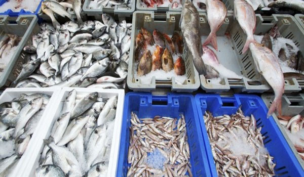 Cancer risk linked to radiation levels in fish species after Fukushima