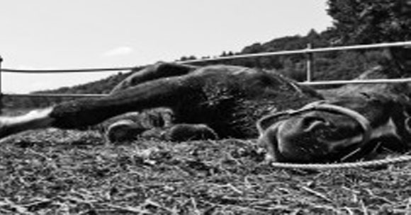 Farmer sees 16 of his 30 horses die suddenly