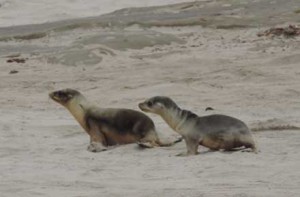 Two California sea lion pups, one fairly healthy, and one emaciated. Recent studies show a warm patch of water off the West Coast is affecting marine life there.  Credit: NOAA