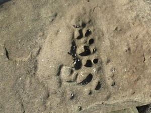 Footprint in Stone