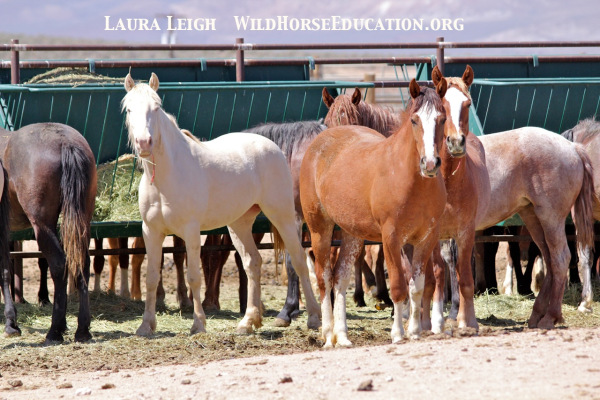 BLM fillies on the Internet adoption. The two on the right are very bonded and very friendly. Touched both of them today.