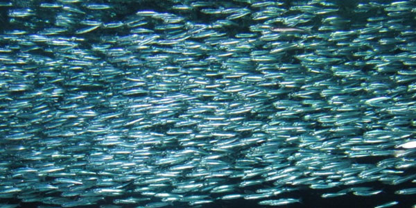Scientists Baffled by Mass Sardine Die-Sardines  All GONE, Not ONE Found Off West Coast