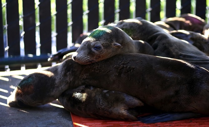 Record number of sea animal deaths may be changing Pacific Ocean