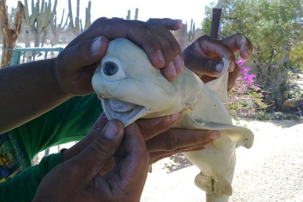 This Cyclops Shark Was Found Off The Coast Of Mexico