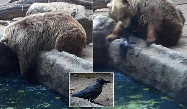 Video Incredible! Bear Saves Crow From Drowning