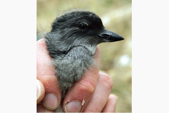 In this photo from 2006, a Cassin's auklet chick is displayed at the Farallon National Wildlife Refuge in San Francisco. Mass die-offs of the small, white-bellied gray birds have been reported from British Columbia to San Luis Obispo, Calif.