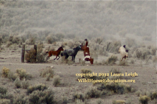 Reforms? Ask this horse if BLM has "reformed" a humane care policy.