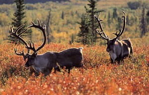 Photo: Alaska Department of Fish & Game.
