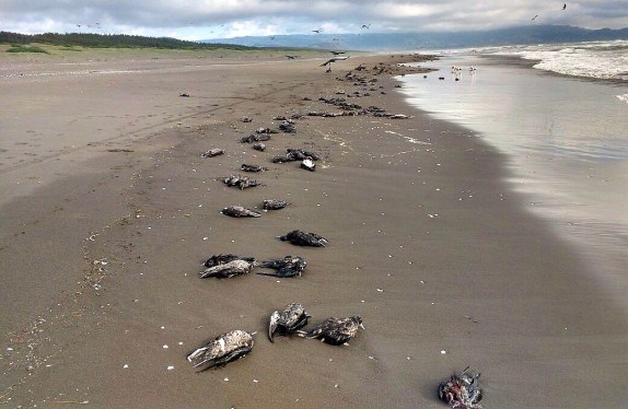 dead bird chile, 2500 birds die chile, chile birds die-off