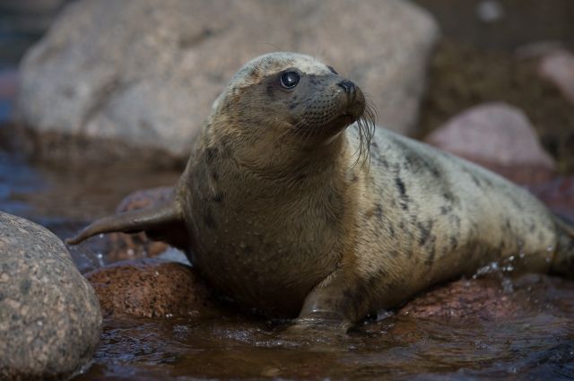 dead seal, seal mass die-off, seal die-off dagestan, seal die-off russia