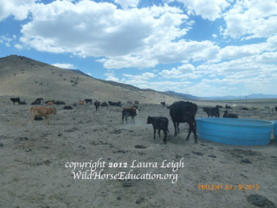 Water haul for livestock in the Diamond Complex prior to grazing restrictions being implemented