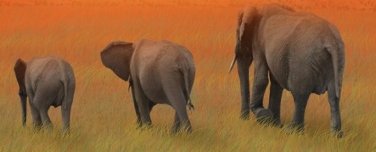 Wild Elephants Gather to Mourn Death of Elephant Whisperer