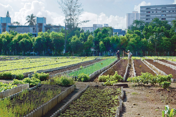 Across the US, Cities Struggle to Figure Out How to Accommodate Urban Farming