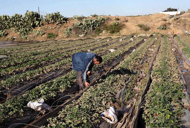 Israeli occupation planes have sprayed crop-killing chemicals on farmlands across besieged Gaza Strip, killing off crops in the coastal enclave.
