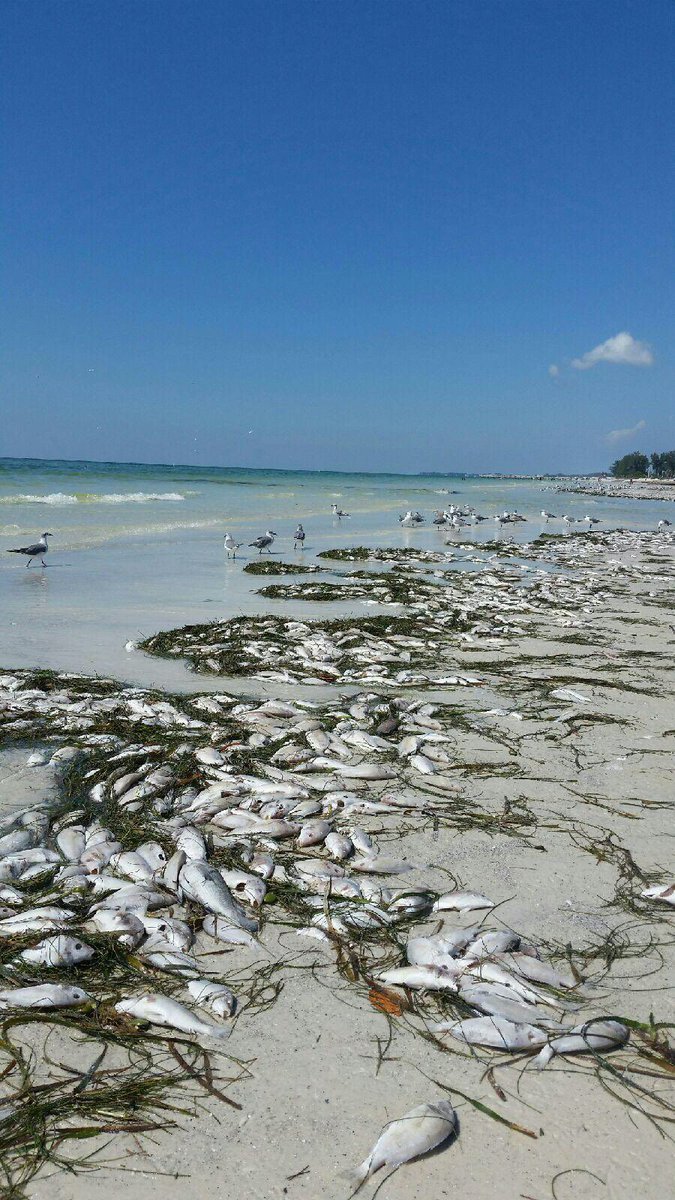 florida red tide, red tide florida, red tide fish kills florida, florida red tide fish kills