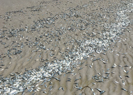 florida red tide, red tide florida, red tide fish kills florida, florida red tide fish kills