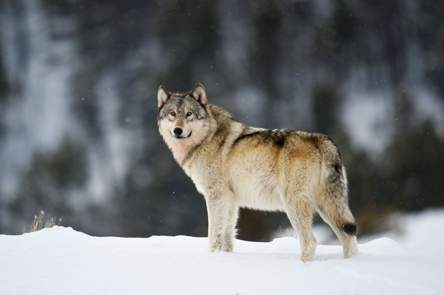 Gray Wolf,  Sam Parks