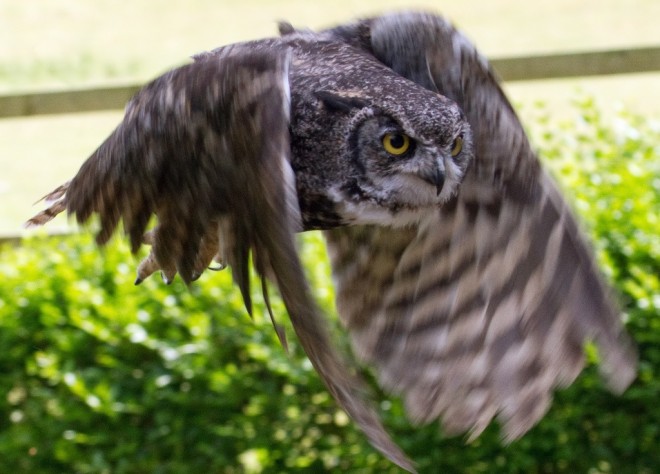 great_horned_owl