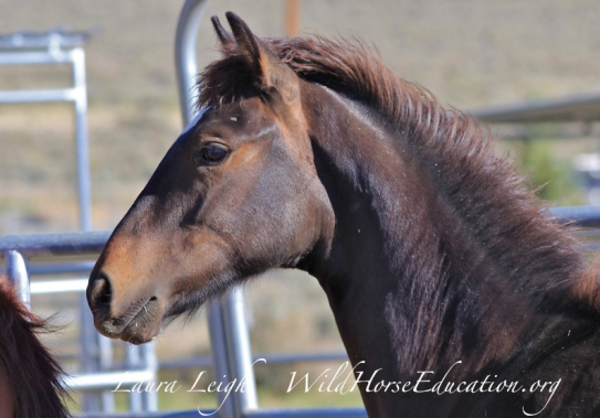 Kidron today, our rescued Sheldon foal from the 2013 roundup.