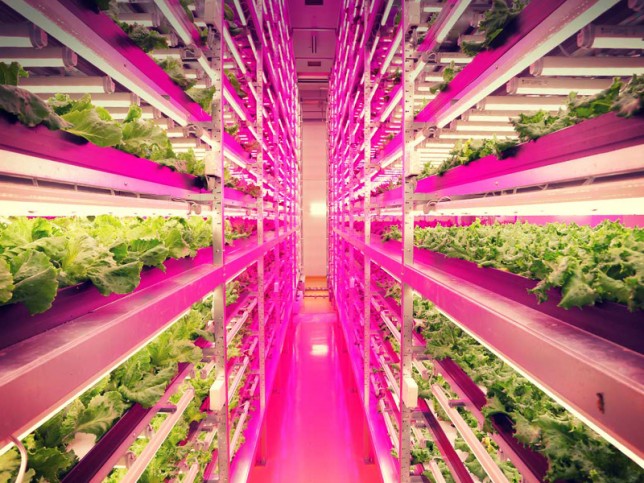 indoor farm japan interior