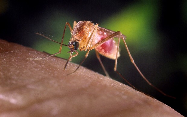 Malaria returns to crisis-torn Greece