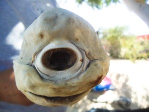 one-eyed-cyclops-shark-pup-face_41771_600x450-300x225