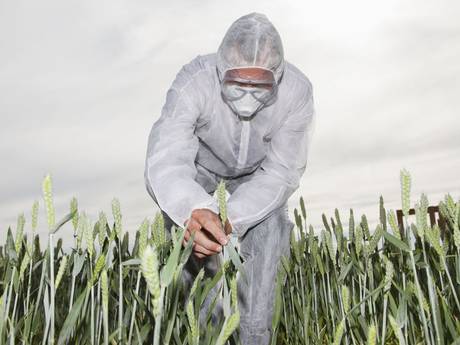 GMO Crops