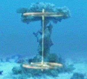red-sea-coral-axle Coral-encrusted object in Red Sea could be ancient Egyptian chariot wheels