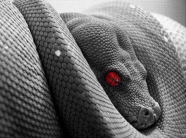 snake-slither-poison-evil2 (1)
