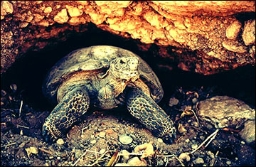 Report: Desert Tortoise Greatly Benefits from Bundys Cattle Grazing tortoise12
