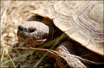 Report: Desert Tortoise Greatly Benefits from Bundys Cattle Grazing tortoise2